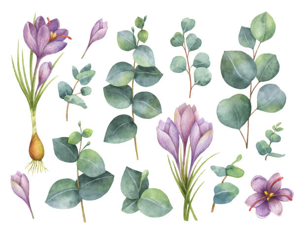 Watercolor vector hand painted set with eucalyptus leaves and purple flowers of saffron. Watercolor vector hand painted set with eucalyptus leaves and purple flowers of saffron. Floral illustration isolated on white background. saffron plant stock illustrations