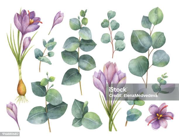 Watercolor Vector Hand Painted Set With Eucalyptus Leaves And Purple Flowers Of Saffron Stock Illustration - Download Image Now