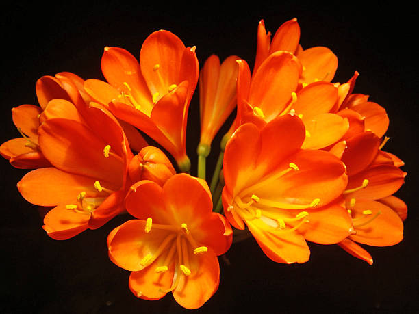 istock Clivia lily flowers against black background 91688157