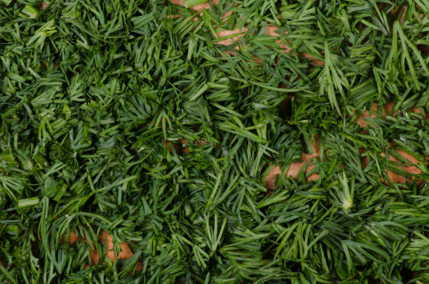istock Dill chopped on a wooden board macro 916881734