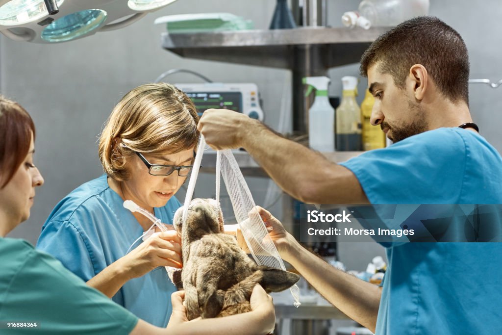 Surgeons performing dental procedure on dog Female surgeon performing dental procedure on dog with colleagues. Doctors are wearing scrubs while doing surgery of animal. Veterinarians are working in operation room. Pets Stock Photo