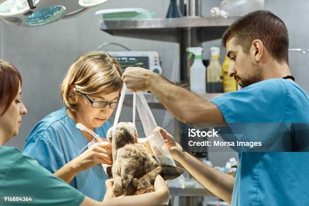 Surgeons Performing Dental Procedure On Dog Stock Photo - Download Image Now - Pets, Physical Injury, Veterinarian