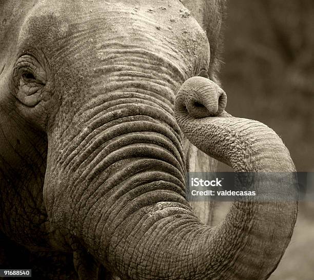 Foto de Saudação De Elefante e mais fotos de stock de Alcançar - Alcançar, Animais Machos, Animais de Safári