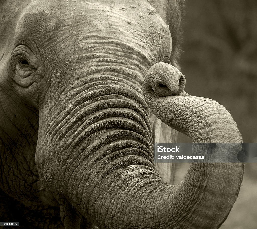 Слон Приветствовать - Стоковые фото Азиатский слон роялти-фри