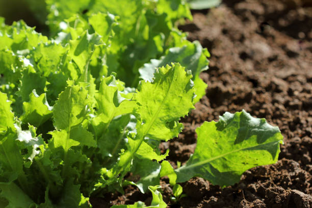istock Curly endive or Cichorium endivia growing in garden 916886274