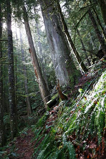 istock Sunlight beams into the dense natural woods 91688689