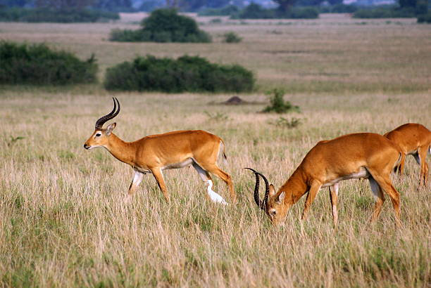 istock Grazing Gazelle in African Plains 91688826