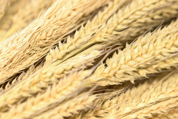 istock Background of group brown dry grass on white background 916888792