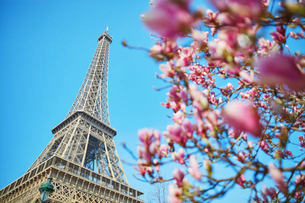 istock Pink magnolia flowers with Eiffel tower 916888796
