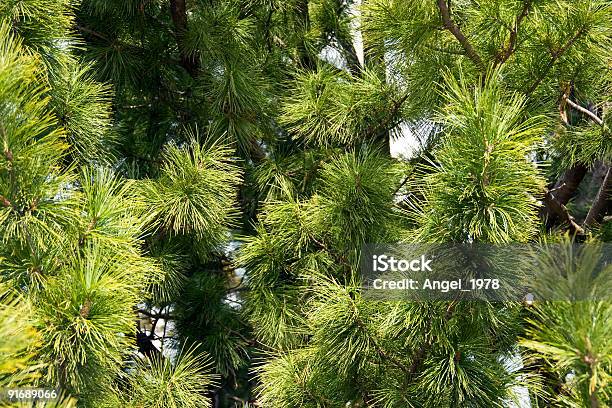 Abeto Foto de stock y más banco de imágenes de Abeto - Abeto, Abeto Picea, Acontecimiento