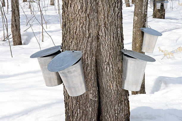 istock Metal pails for collecting maple sap 91689102