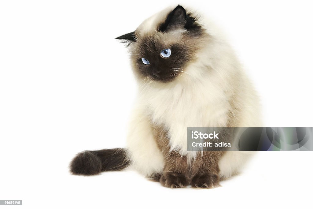 White cat with pointed features with striking blue eyes Cat isolated on a white background. Himalayan Cat Stock Photo