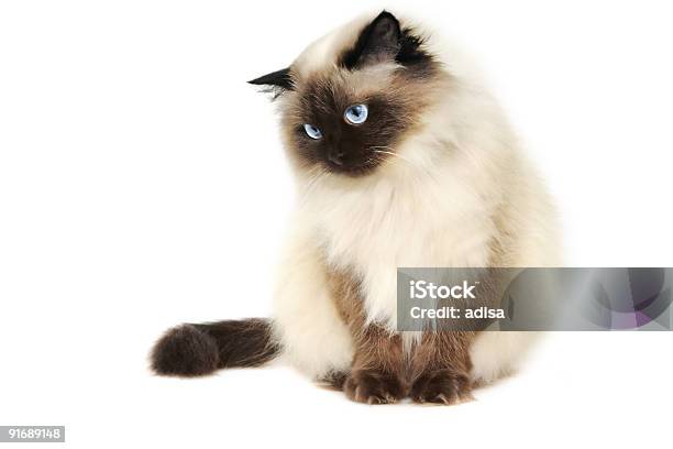 White Cat With Pointed Features With Striking Blue Eyes Stock Photo - Download Image Now