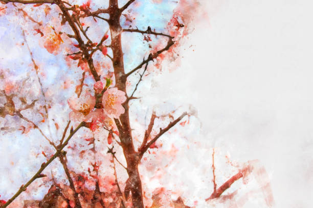 istock watercolor style and abstract image of cherry tree flowers. 916893962