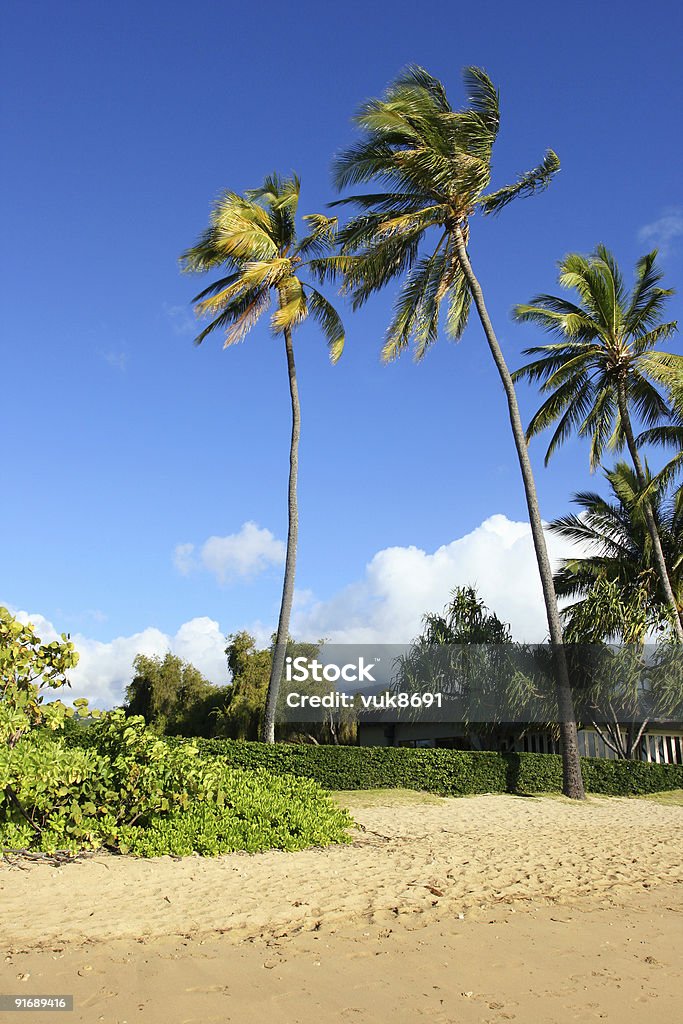 Palmiers sur la plage d'Hawaï - Photo de Arbre libre de droits