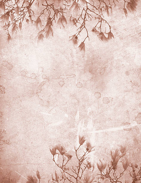 magnolia vintage papel - magnolia flower sepia toned flower head fotografías e imágenes de stock