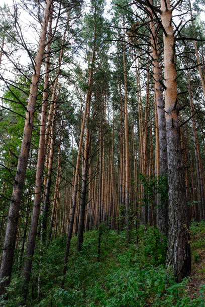 istock View on an edge of a pine grove 916894950