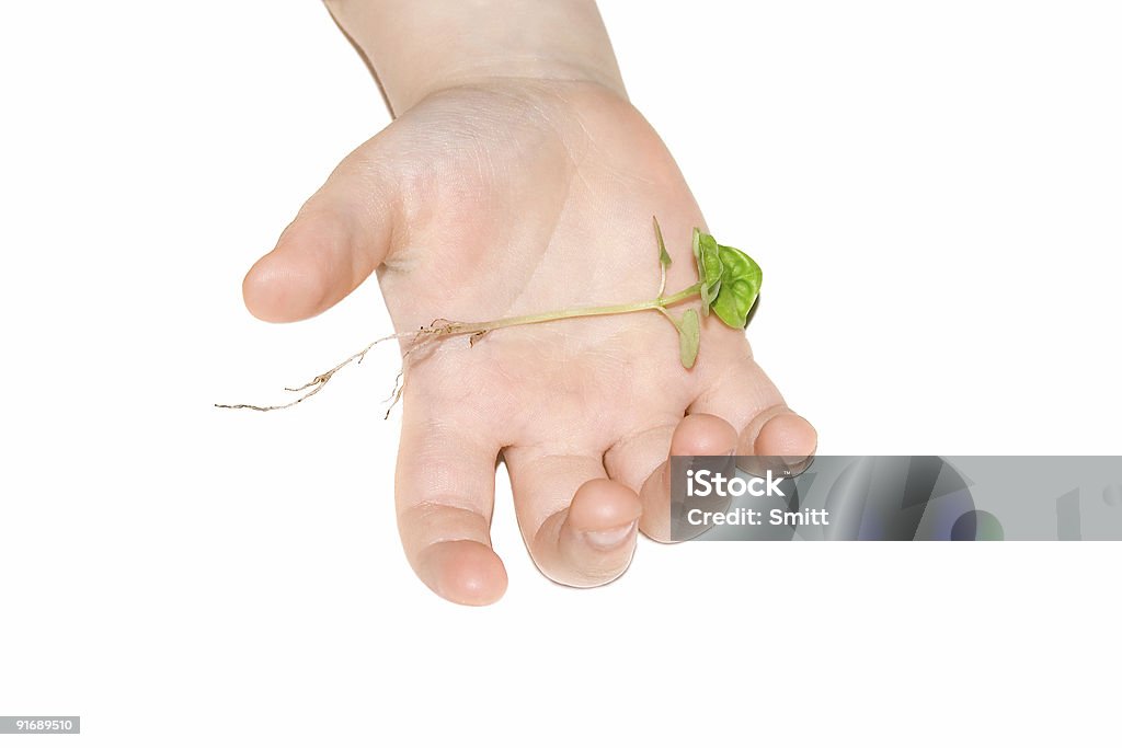 plant - Lizenzfrei Blatt - Pflanzenbestandteile Stock-Foto