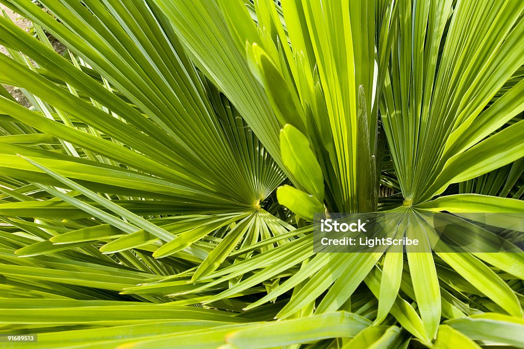 Sfondo texture fronde di palme - Foto stock royalty-free di Albero