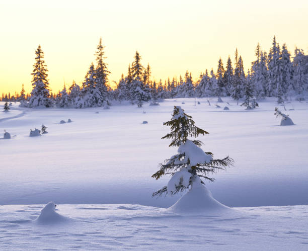 istock Snow covered spruce trees in the mountains, Oppland County Norway 916895156