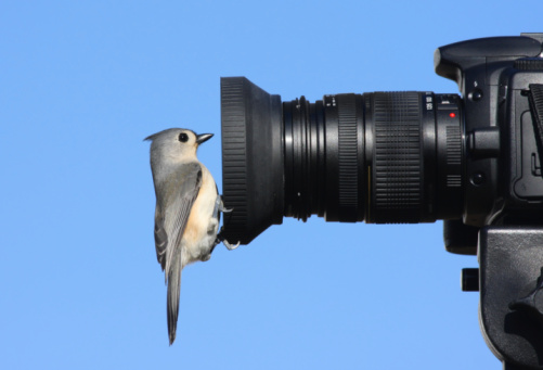 Tufted Titmouse (baeolophus bicolor) perched on a camera lens