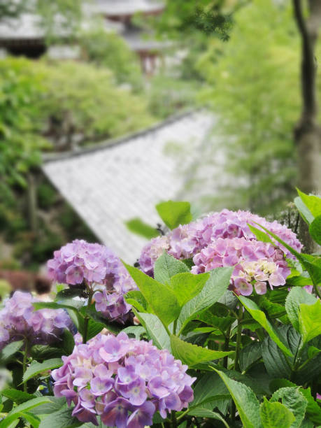 istock Purple hydrangea at Kamakura City, Japan 916895836