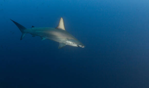istock Hammerhead Shark at Cocos Island, Costa Rica 916896016