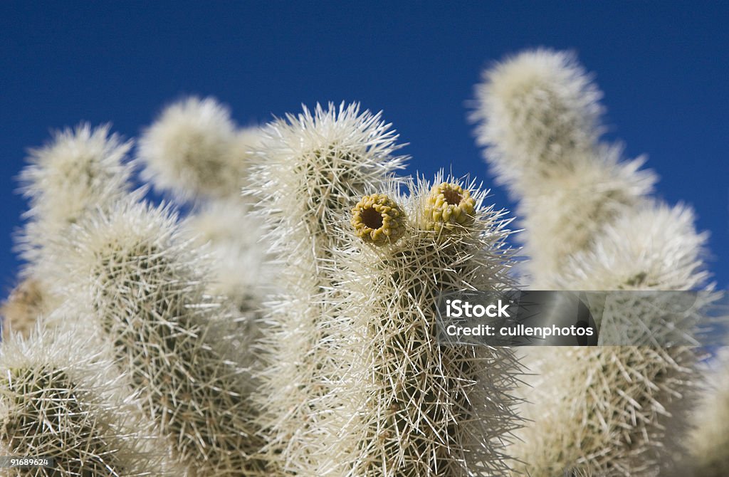 Miś Cactus - Zbiór zdjęć royalty-free (Bez ludzi)