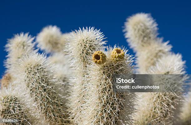 Miś Cactus - zdjęcia stockowe i więcej obrazów Bez ludzi - Bez ludzi, Bezchmurne niebo, Botanika