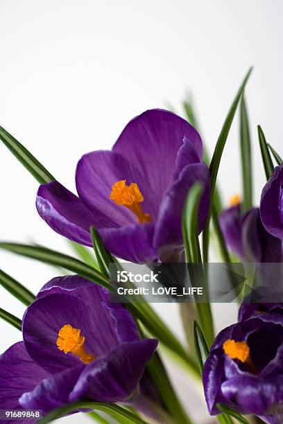 Krokus Vertikal Stockfoto und mehr Bilder von Baumblüte - Baumblüte, Becherkrokus, Blume