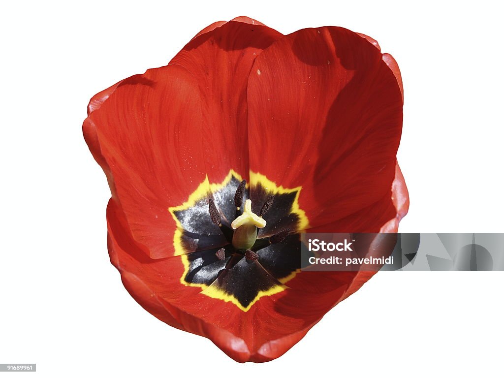 Tulipán - Foto de stock de Belleza de la naturaleza libre de derechos