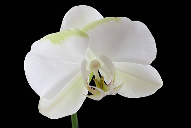 White Orchid isolated on black stock photo