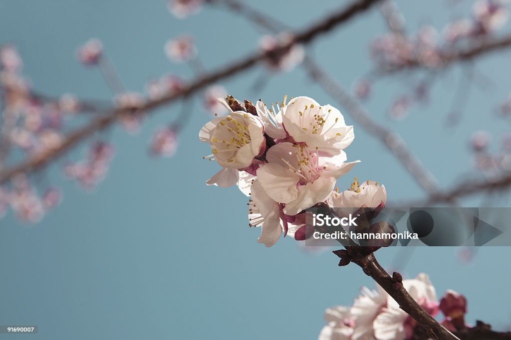 Абрикосовое дерево весной цветут - Стоковые фото Абрикос роялти-фри