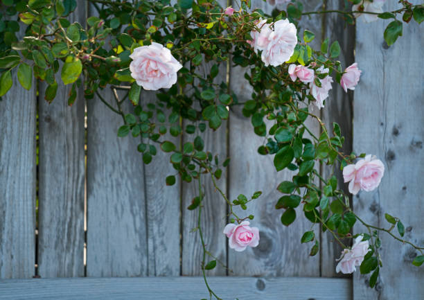 Colorful roses on nature background