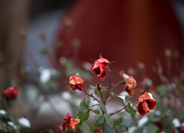 istock Roses in winter 916900366