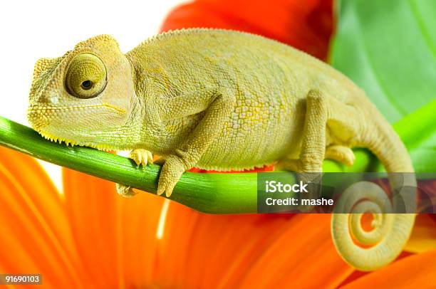 Chameleon On Flower Stock Photo - Download Image Now - Branch - Plant Part, Lizard, Pets