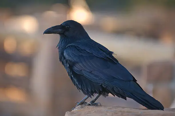 Common Raven (Corvus corax). 