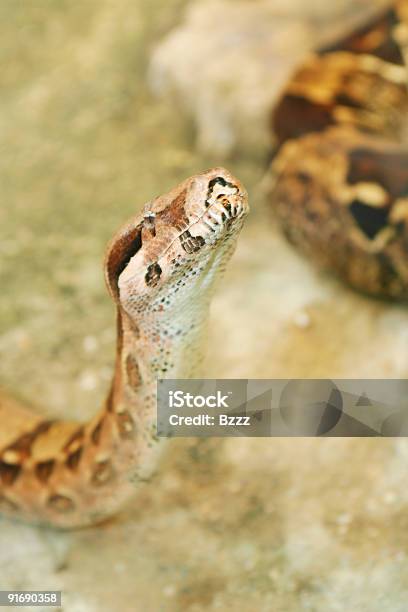 Snake Head - zdjęcia stockowe i więcej obrazów Bez ludzi - Bez ludzi, Ciało zwierzęcia, Czujność