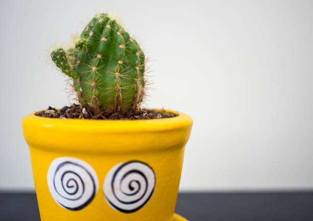 istock cactus in pot in yellow  pot on black table. 916907044