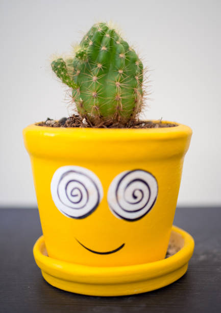 istock cactus in pot in yellow  pot on black table. 916907130