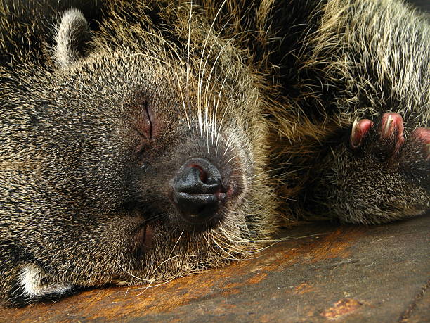 Sleeping Bearcat stock photo