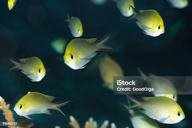 Pesci Tropicali Castagnola Dorata - Fotografie stock e altre immagini di Acqua - Acqua, Ambientazione esterna, Animale