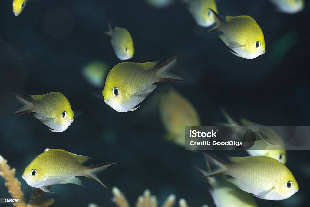 Tropikalne ryby Golden Chromis - Zbiór zdjęć royalty-free (Atol)