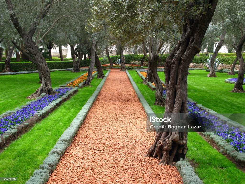 Olivenbaum Garten, die Bahai-Tempel, Haifa, Israel - Lizenzfrei Blau Stock-Foto