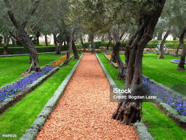 Olivenbaum Garten Die Bahaitempel Haifa Israel Stockfoto und mehr Bilder von Blau - Blau, Blume, Blumenbeet