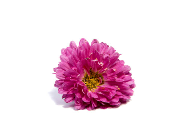 istock Colorful aster flowers isolated on white background 916911084