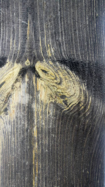 istock wooden texture - wood grain 916911192
