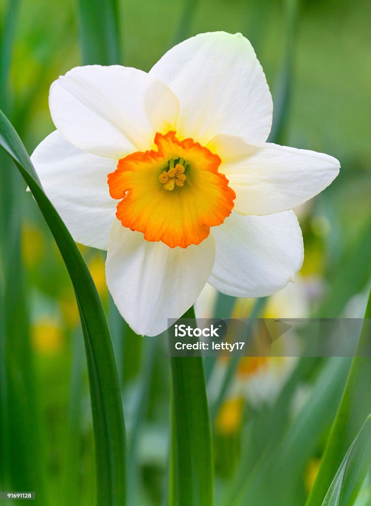 Jardim de Primavera - Royalty-free Narciso - Flor Foto de stock