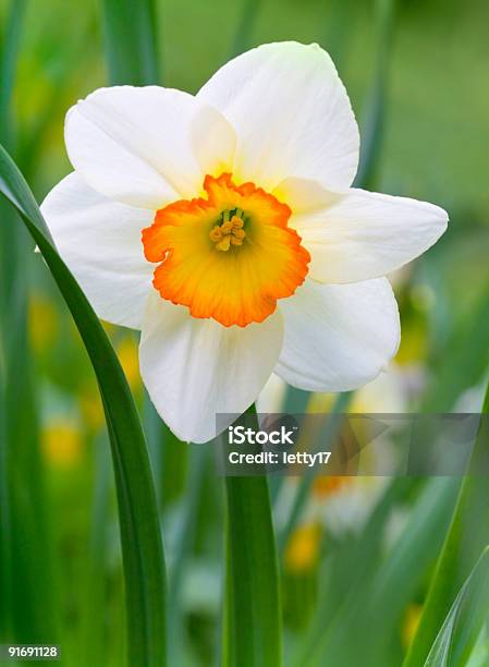 Jardim De Primavera - Fotografias de stock e mais imagens de Narciso - Flor - Narciso - Flor, Primeiro plano, Ao Ar Livre
