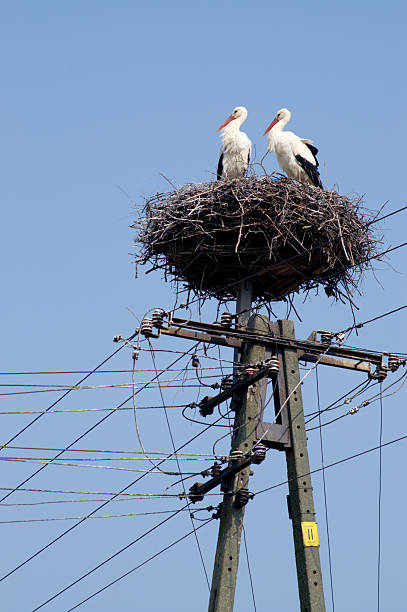 istock Stork couple on nest / pole over blue sky 91691155